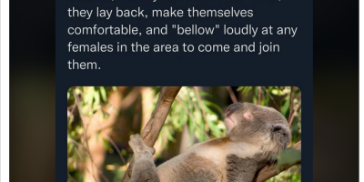 Male Koalas Bellow