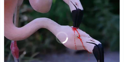 Flamingos Feeding Chick 