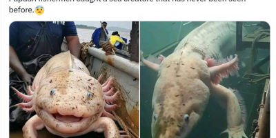Giant Axolotl Pulled from Ocean