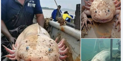 Giant Axolotl Sea Creature