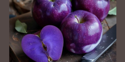 Purple Apples from Saskatchewan