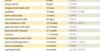 renew itself every seven years
