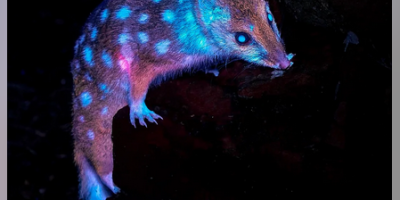 Fluorescent Marsupial